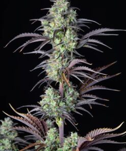 Mimosa Cake Auto — изображение 5