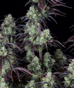 Mimosa Cake Auto — изображение 6