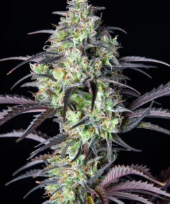 Mimosa Cake Auto — изображение 7