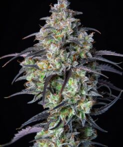 Mimosa Cake Auto — изображение 8