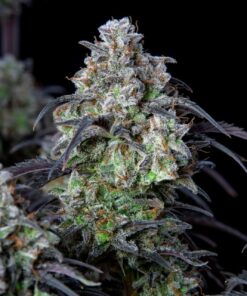 Mimosa Cake Auto — изображение 9