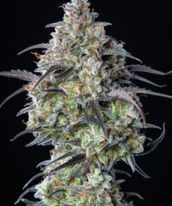 Mimosa Cake Auto — изображение 10