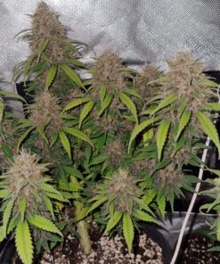 Mimosa Punch Auto