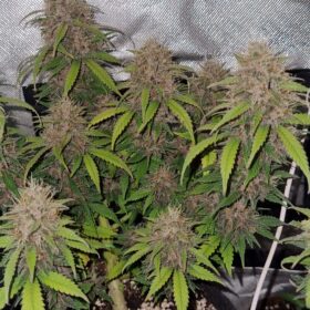 Mimosa Punch Auto