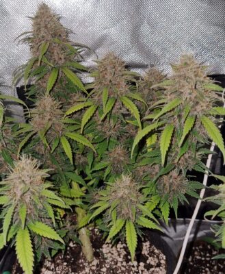 Mimosa Punch Auto