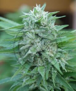 Moby Delicious Delicious Seeds