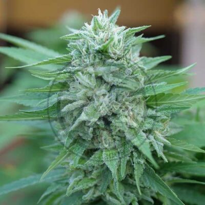 Moby Delicious Delicious Seeds