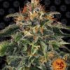 Moby Dick Barneys Farm Seeds