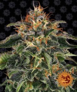 Moby Dick Barneys Farm Seeds