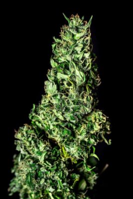 Moby Dick Kannabia Seeds