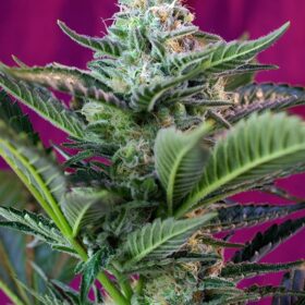 Mohan Ram Auto Sweet Seeds