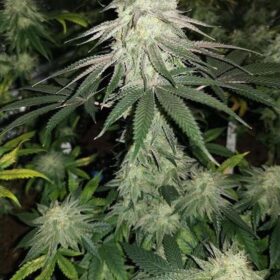 Mokum’s Tulip Dutch Passion Seeds