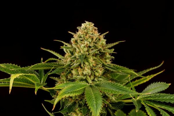 Monkey Grease Kannabia Seeds