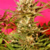 Motavation SeriouSeeds