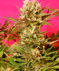 Motavation SeriouSeeds
