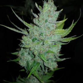 Mother Gorilla Royal Queen Seeds