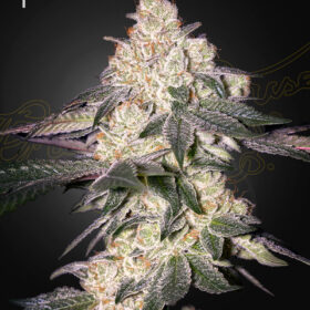 Moweeto Green House Seeds