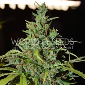 Neville Haze Ryder Auto WorldOfSeeds