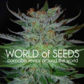 New York 47 WorldOfSeeds