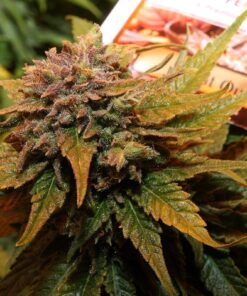 Night Queen Dutch Passion Seeds