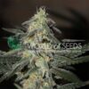 Northern Light x Big Bud Early Version WorldOfSeeds