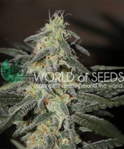 Northern Light x Big Bud Early Version WorldOfSeeds