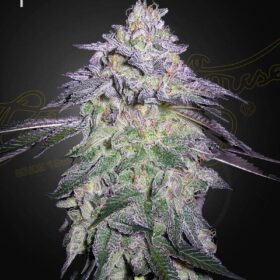 Nori Cake Green House Seeds