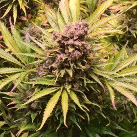 North Thunderfuck Auto Royal Queen Seeds