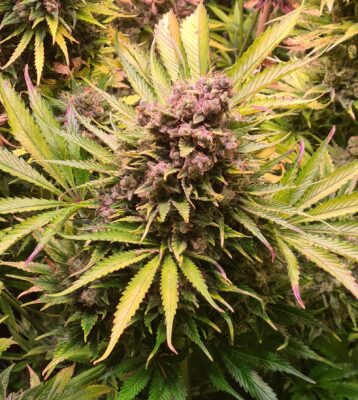 North Thunderfuck Auto Royal Queen Seeds