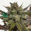 Northern Light x Skunk WorldOfSeeds