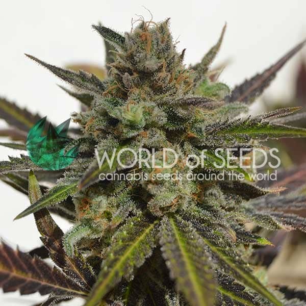 Northern Light x Skunk WorldOfSeeds