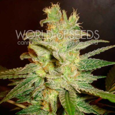 Northern Light x Big Bud WorldOfSeeds
