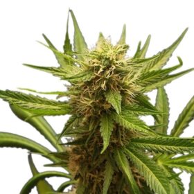 Northern Light Royal Queen Seeds