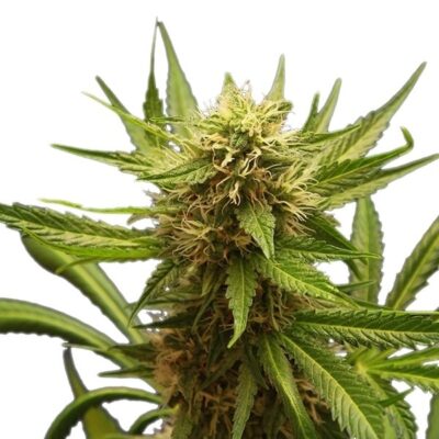 Northern Light Royal Queen Seeds