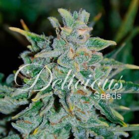 Northern Light Blue Auto Delicious Seeds