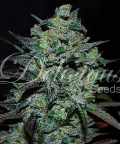 Northern Light Blue CBD Delicious Seeds
