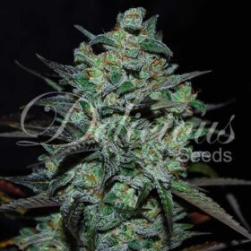 Northern Light Blue CBD Delicious Seeds