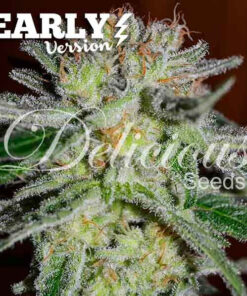 Northern Light Blue Early Version Delicious Seeds