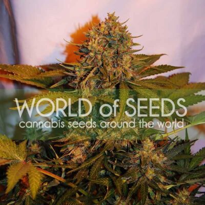 Northern Lights x Big Bud Ryder Auto WorldOfSeeds
