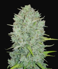 Mimosa Cake Auto Fast Buds Seeds