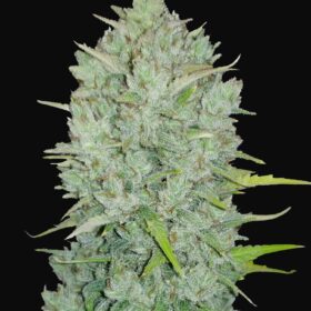 Mimosa Cake Auto Fast Buds Seeds