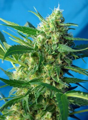 NYC Diesel Auto Sweet Seeds