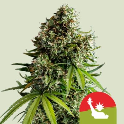 NYC Sour D Auto Tyson x Royal Queen Seeds