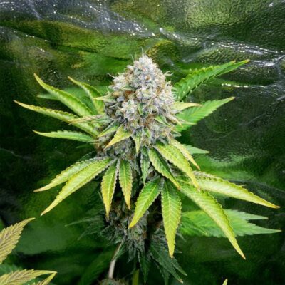 OG Kush Royal Queen Seeds