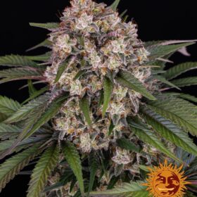 OG Kush Auto Barneys Farm Seeds