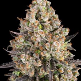 OG Kush Barneys Farm Seeds