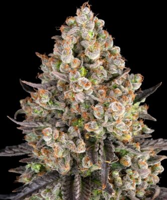 OG Kush Barneys Farm Seeds