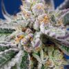 Orange Apricot Glue XL Auto Sweet Seeds