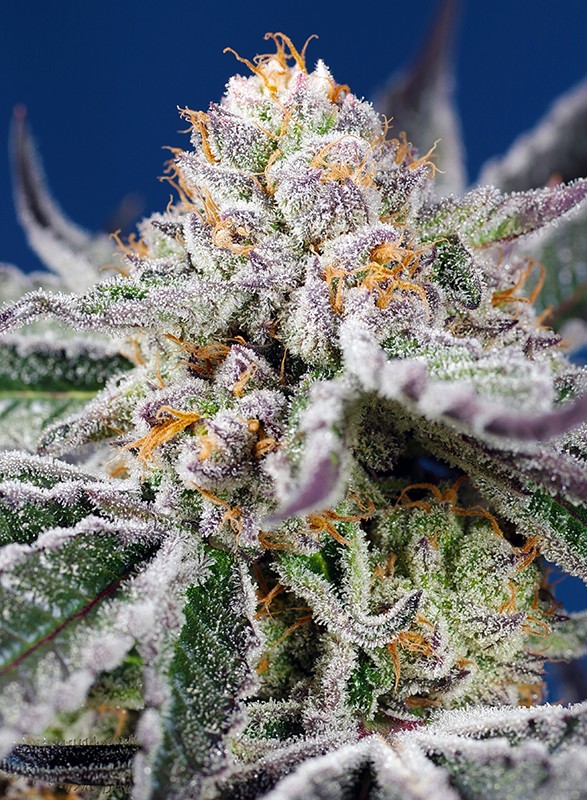 Orange Apricot Glue XL Auto Sweet Seeds