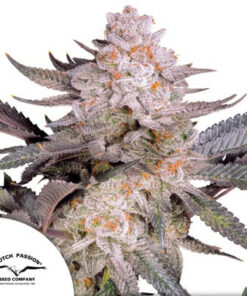Orange Bud 2.0 Dutch Passion Seeds